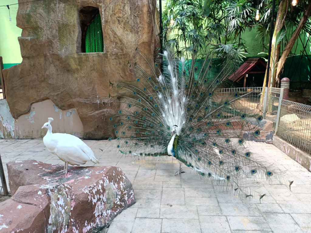 Langkawi Wildlife Park (Langkawi Wildlife Park - Admission (Malaysian Citizen)) - 2