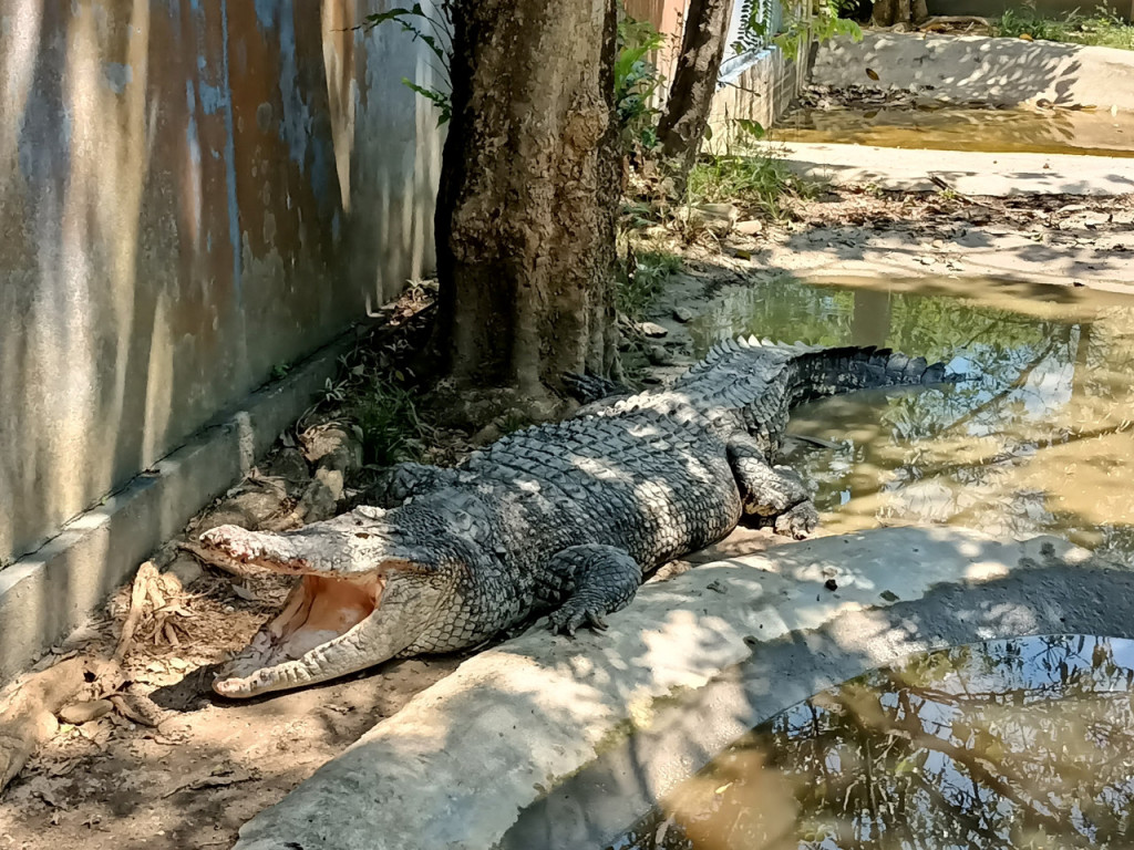 Langkawi Wildlife Park (Langkawi Wildlife Park - Admission (Non-Malaysian Citizen)) - 1