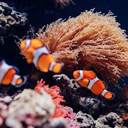 Lisbon Card + Oceanário de Lisboa - 3