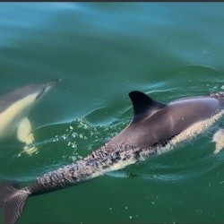 Lisbon: Guided Dolphin Watching Cruise + Open Bar - 1