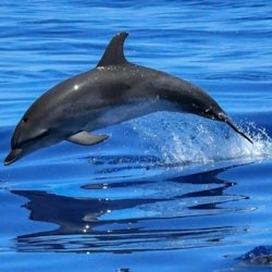 Lisbon: Guided Dolphin Watching Cruise + Open Bar - 2
