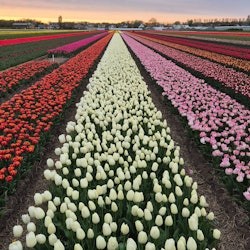 Lisse: Private Bicycle Tour of the Tulip Fields + Drinks - 2