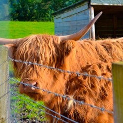 Loch Ness, Glencoe & Scottish Highlands: Guided Tour from Edinburgh - 2