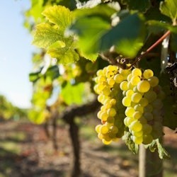 Loire Valley: Vouvray Vineyards Guided Visit from Tours + Tasting - 1