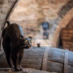 LOISIUM WineExperience: Fast Track Ticket - 2