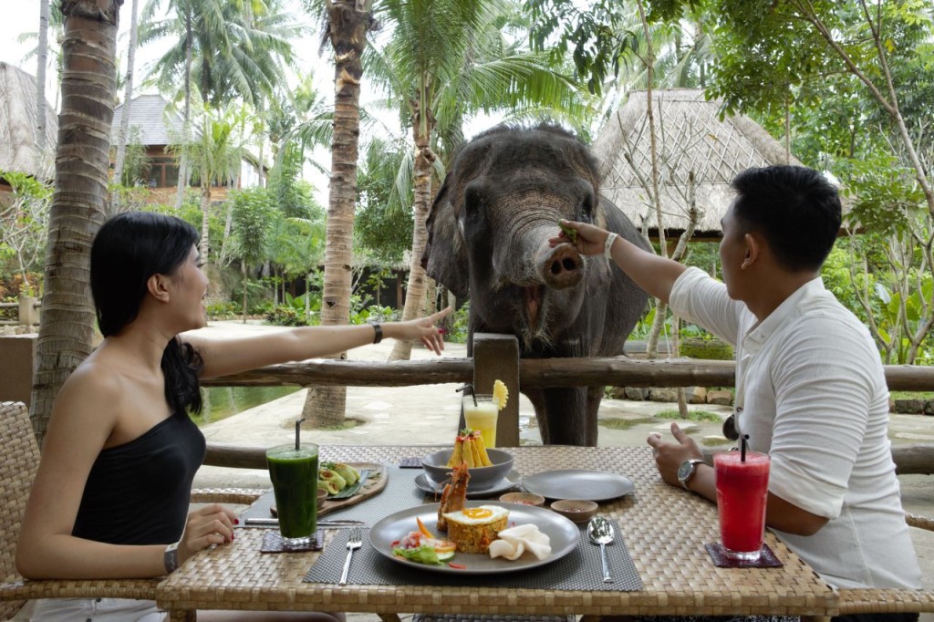 Lombok Wildlife Park Elephant Bath Experience (Lombok Wildlife Park - Elephant Bath Experience with High Tea (International Travellers)) - 1