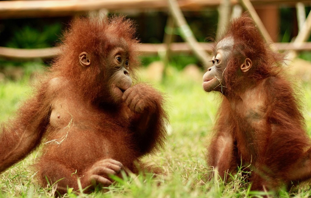 Lombok Wildlife Park: Intimate Wildlife Experience (Lombok Wildlife Park - Intimate Wildlife Experience with High Tea (International Travellers)) - 2