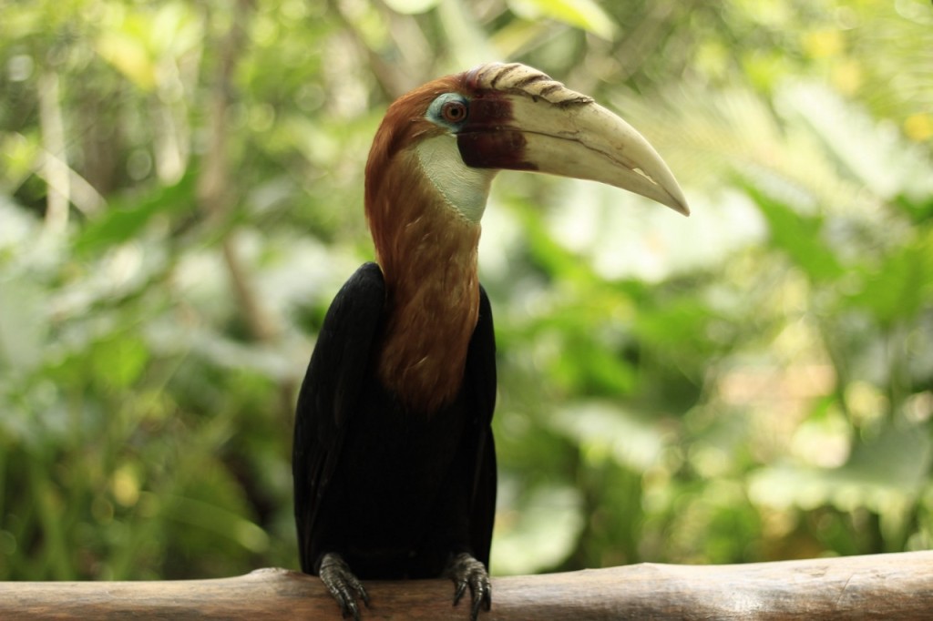 Lombok Wildlife Park (Lombok Wildlife Park - Admission Pass (International Travellers)) - 3