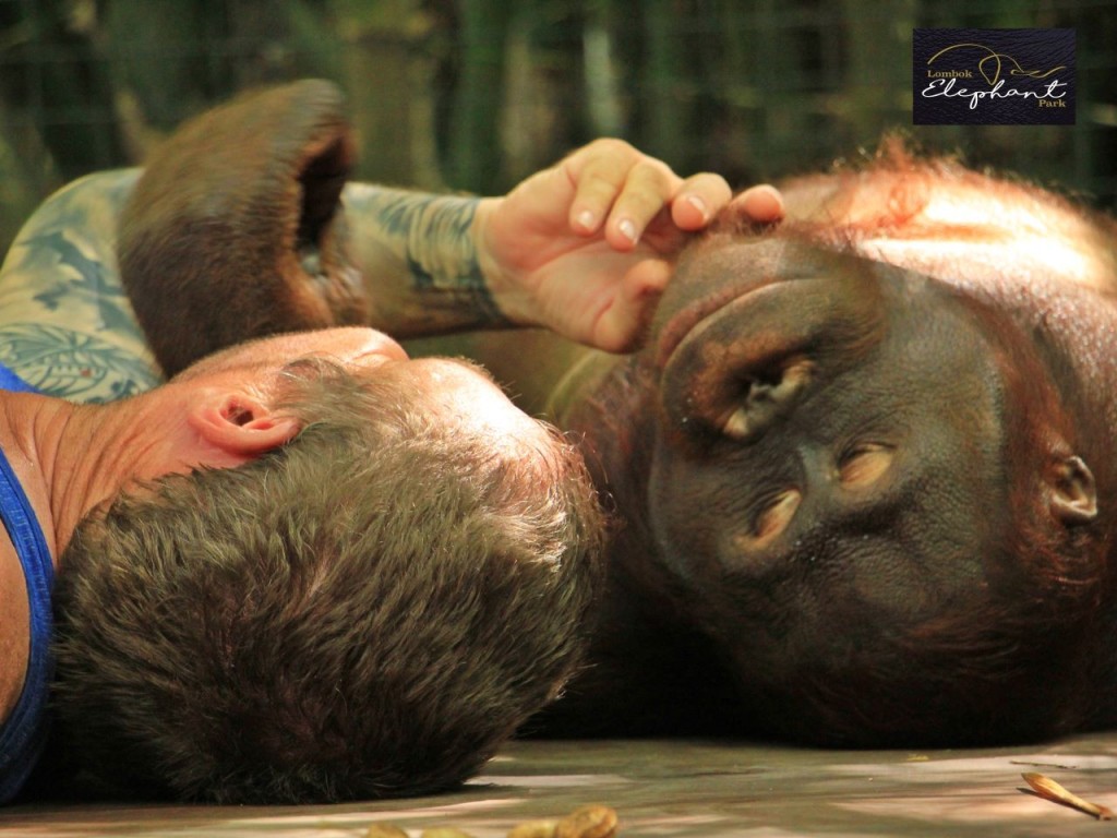 Lombok Wildlife Park Orangutan Interaction (Lombok Wildlife Park - Orangutan Interaction with Lunch (International Travellers)) - 3