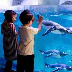 London Eye, Madame Tussauds & SEA LIFE London: Entry Ticket - 1