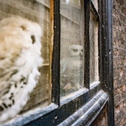 Londres: Tour guiat a peu pels llocs de la pel·lícula de Harry Potter - 3