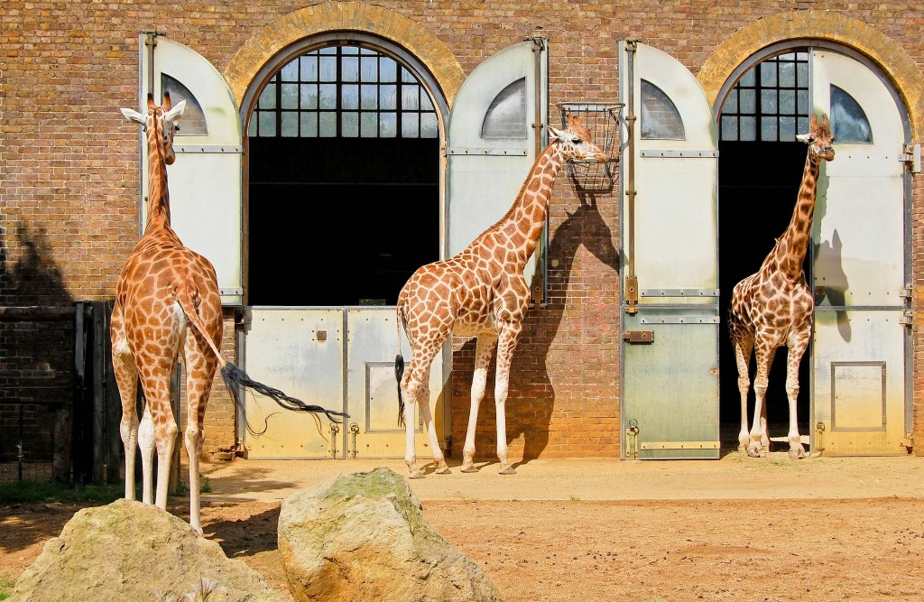 Billets d'entrée au zoo de Londres
(Entry Tickets) - 3