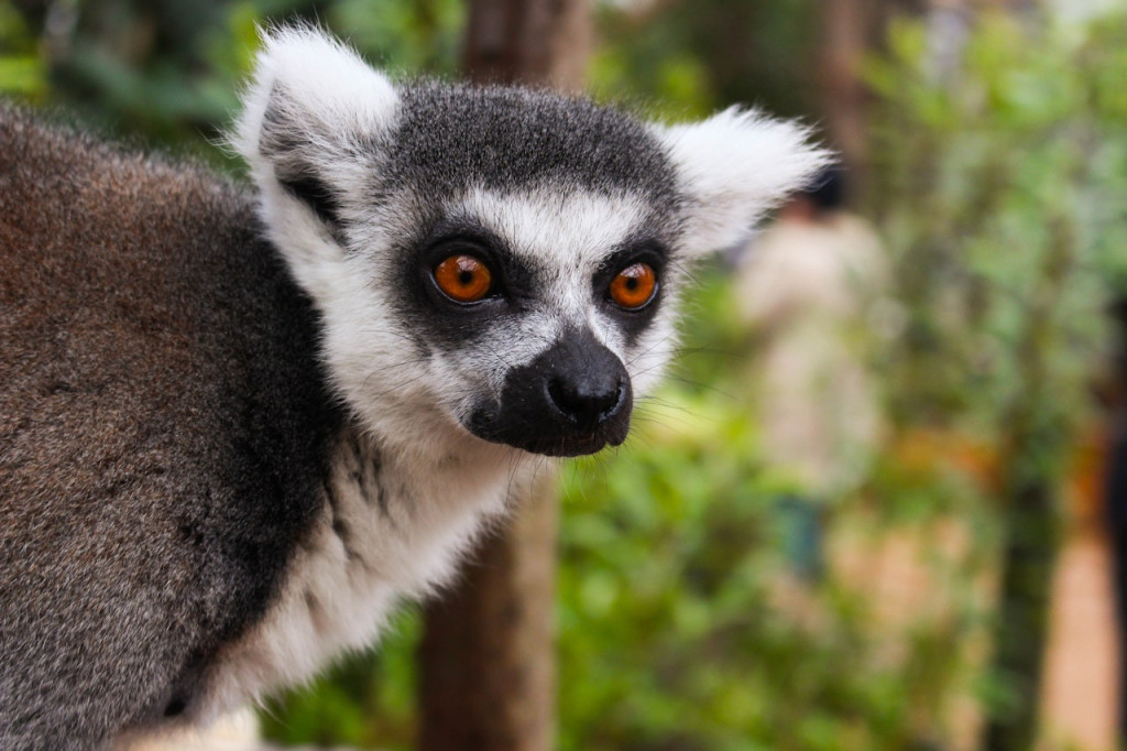 London Zoo (London Zoo - Admission) - 2
