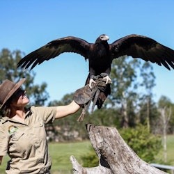 Lone Pine Koala Sanctuary: Entry Ticket - 1