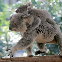 Lone Pine Koala Sanctuary: Entry Ticket + River Cruise from Brisbane - 2
