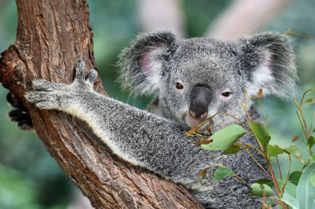 Lone Pine Koala Sanctuary Entry Ticket with Cruise (Lone Pine Koala Sanctuary Admission+ Brisbane River Return Cruise) - 2