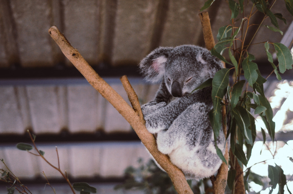 Lone Pine Koala Sanctuary Entry Ticket with Cruise (Lone Pine Koala Sanctuary Admission+ Brisbane River Return Cruise) - 3