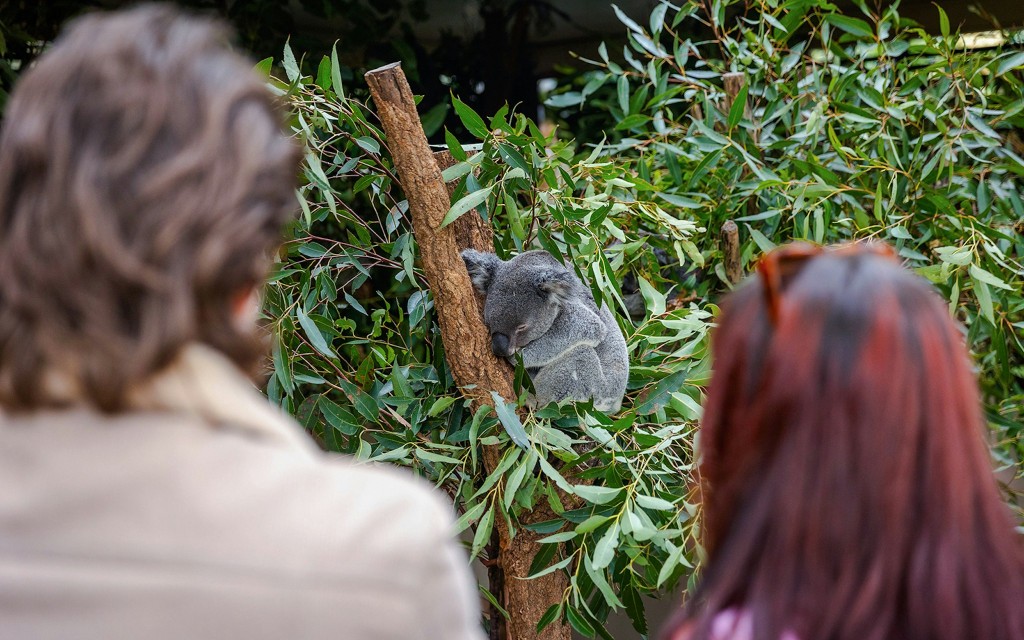 Lone Pine Koala-Schutzgebiet Tickets (Lone Pine Koala Sanctuary) - 2