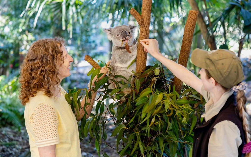 Entradas para el Santuario del Koala de Lone Pine con crucero por el río Brisbane (General) - 2