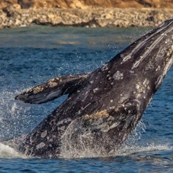 Long Beach: Whale and Dolphin Watching Cruise - 2