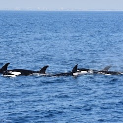 Long Beach: Whale and Dolphin Watching Cruise - 3