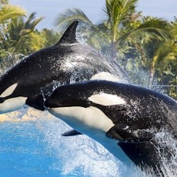 Loro Parque: Entry Ticket + All-Inclusive Pass - 1
