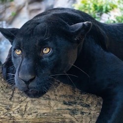 Loro Parque: Entry Ticket + All-Inclusive Pass - 3