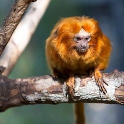 Loro Parque: Entry Ticket + Transport - 1