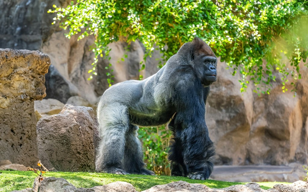 Biglietti per l'ingresso al Loro Parque (Entry Tickets) - 1