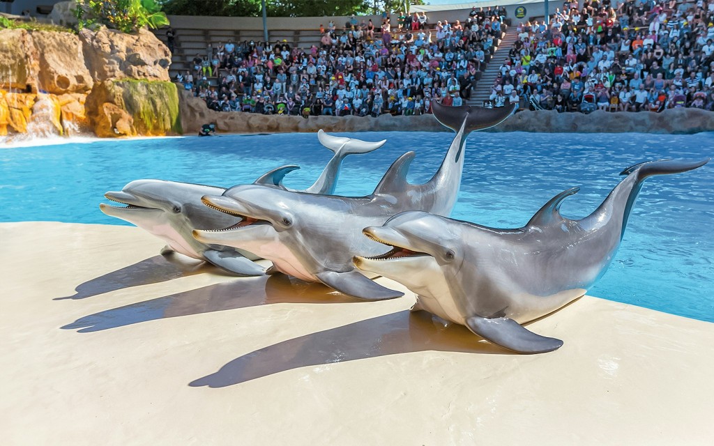 Biglietti per l'ingresso al Loro Parque (Entry Tickets) - 3