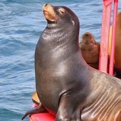 Los Angeles: 45-Minute Harbor Cruise - 2