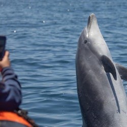 Los Angeles: Luxury Whale Watching Tour - 3