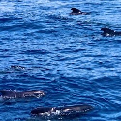 Los Cristianos: Guided Whale Watching Cruise - 2