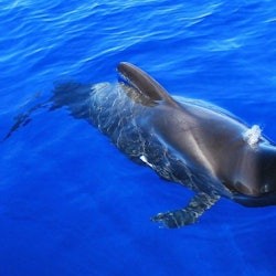 Los Cristianos: Guided Whale Watching Cruise - 3