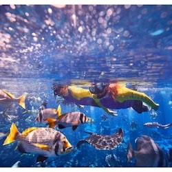 Lost World Aquarium: Aquarium Experiences - 1