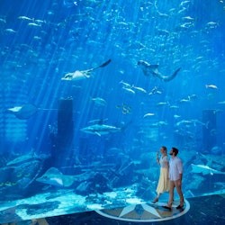 Lost World Aquarium: Diving & Snorkeling Experiences - 2