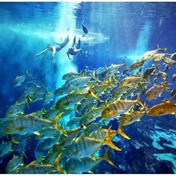 Lost World Aquarium: Diving & Snorkeling Experiences - 3