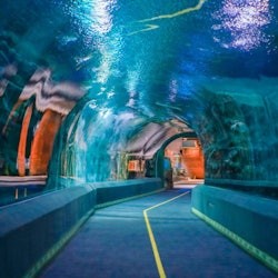 Lotte World Aquarium Seül: Tiquet d'entrada - 2