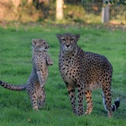 Lumigny Safari Reserve: Entry Ticket - 1