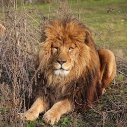 Lumigny Safari Reserve: Entry Ticket - 2