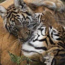 Lumigny Safari Reserve & Terre de Singes: Entry Ticket - 1