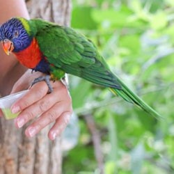 Lumigny Safari Reserve & Terre de Singes: Entry Ticket - 2