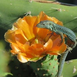 Madeira: Guided Open-Top 4X4 Jeep Tour - 2