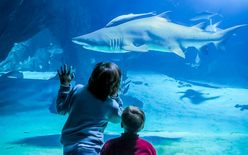 Madrid Zoo Aquarium Entry Ticket - 2