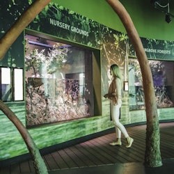 ケアンズ水族館でのマリンライフ・エンカウンター - 1