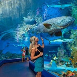 ケアンズ水族館でのマリンライフ・エンカウンター - 2