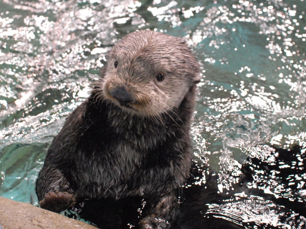 Marine World Uminonakamichi (Marine World Uminonakamichi - Admission) - 1