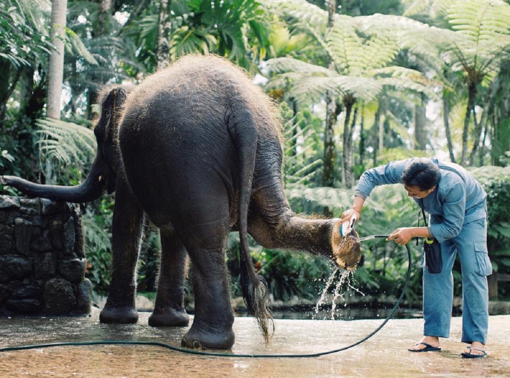 Mason Elephant Park Bali by Mason Adventures (Formerly known as Elephant Safari Park) (Admission (Indonesian Citizens)) - 2