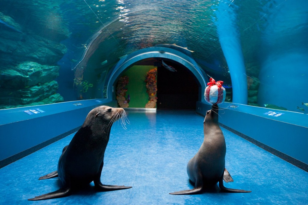 Maxell Aqua Park Shinagawa (Maxell Aqua Park Shinagawa - Admission (Toddler 4-5 years old)) - 1