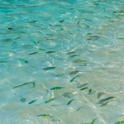 Maya Bay, Phi Phi & Bamboo Island: Day Tour from Phuket + Transfers + Lunch - 3